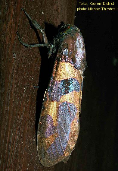 Papua Insects Foundation (Lepidoptera/Cossidae/Chalcidica pallescens)